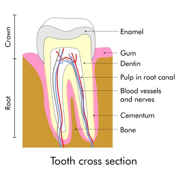 Tooth cross section